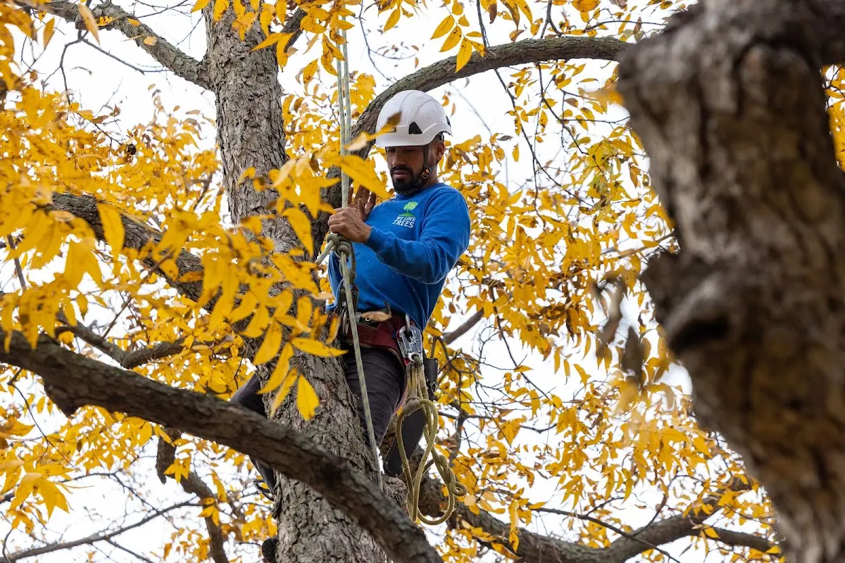 Skilled Tree Trimming crew working in Kyburz
